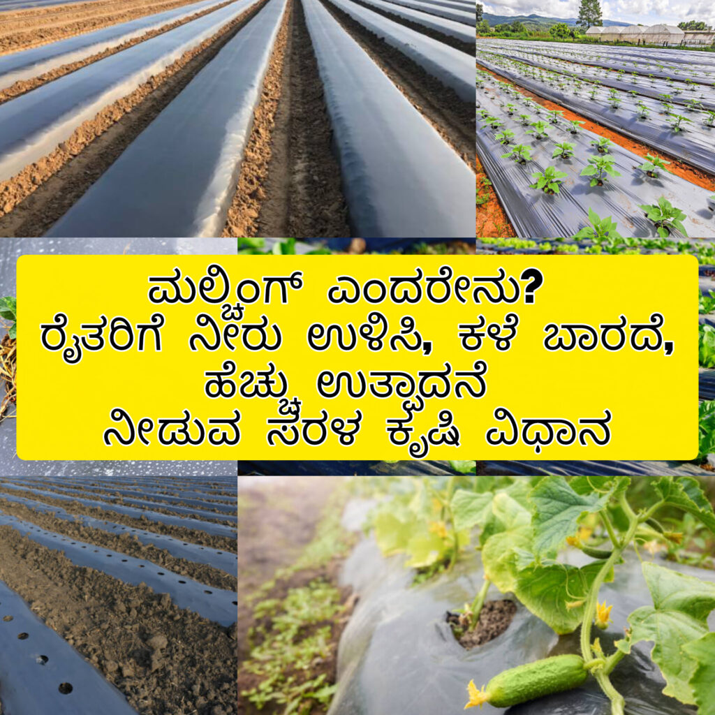 ಮಲ್ಚಿಂಗ್ ಕೃಷಿಯಿಂದ ನೀರಿನ ಉಳಿವು ಉದಾಹರಣೆ