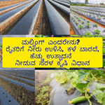 ಮಲ್ಚಿಂಗ್ ಕೃಷಿಯಿಂದ ನೀರಿನ ಉಳಿವು ಉದಾಹರಣೆ