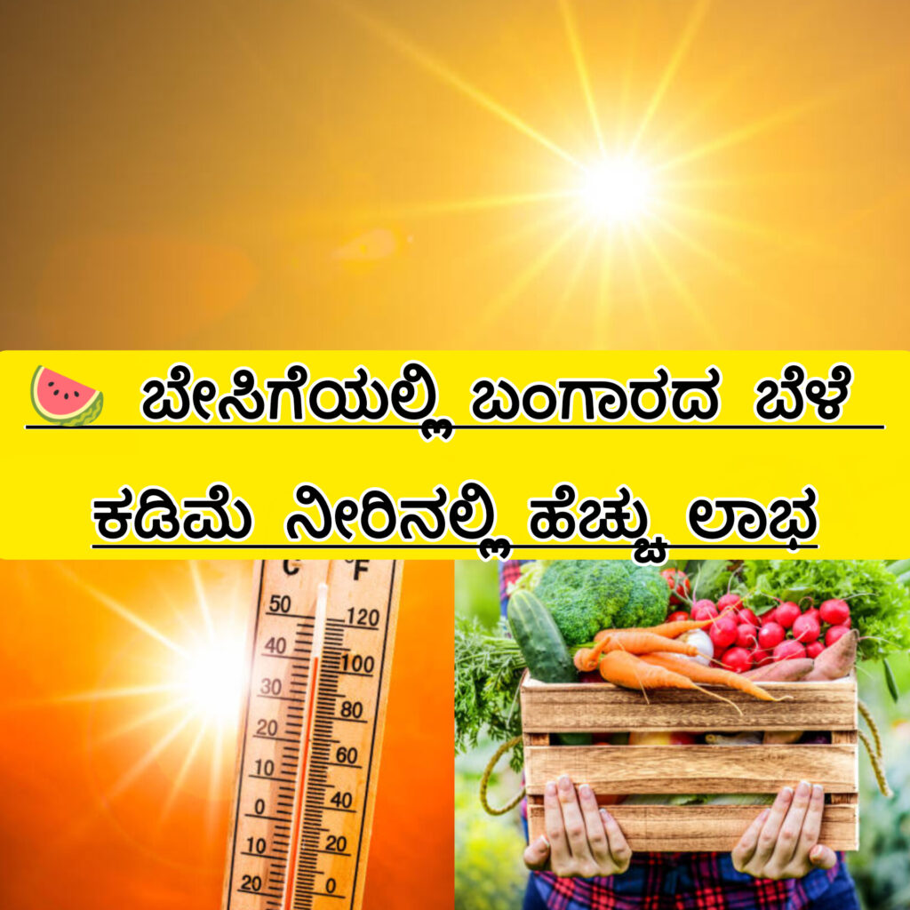 ಬೇಸಿಗೆಯಲ್ಲಿ ಬೆಳೆಯುವ ಖರಬೂಜ ಮತ್ತು ಸೌತೆಕಾಯಿ ಬೆಳೆ ತೋಟ