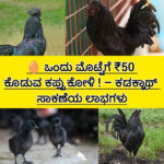 ತೆರೆದ ಜಾಗದಲ್ಲಿ ಸಾಕಲಾಗುತ್ತಿರುವ ಕಪ್ಪು ಬಣ್ಣದ ಕಡಕ್ನಾಥ್ ಕೋಳಿಗಳು