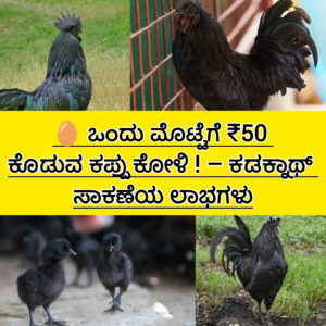 ತೆರೆದ ಜಾಗದಲ್ಲಿ ಸಾಕಲಾಗುತ್ತಿರುವ ಕಪ್ಪು ಬಣ್ಣದ ಕಡಕ್ನಾಥ್ ಕೋಳಿಗಳು