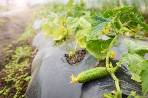 Mulching in cucumber plot
