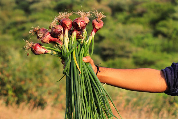 ಬೇಸಿಗೆ ಕಾಲದಲ್ಲಿ ಹೊಲದಲ್ಲಿ ಸರಿಯಾದ ಸಾಲುಗಳಲ್ಲಿ ಬೆಳೆಯುತ್ತಿರುವ ಈರುಳ್ಳಿ ಬೆಳೆ