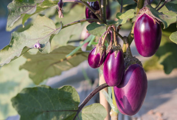 ಬೇಸಿಗೆ ಕಾಲದಲ್ಲಿ ಹೊಲದಲ್ಲಿ ಆರೋಗ್ಯಕರವಾಗಿ ಬೆಳೆಯುತ್ತಿರುವ ಬದನೆಕಾಯಿ ಗಿಡಗಳಲ್ಲಿ ತೂಗುತ್ತಿರುವ ಬದನೆಕಾಯಿ